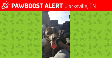 LOST DOG *Reward offered* · Gap creek, Big Springs, Mary Patton Highway · 11/24 pic. . Pets craigslist nashville tn